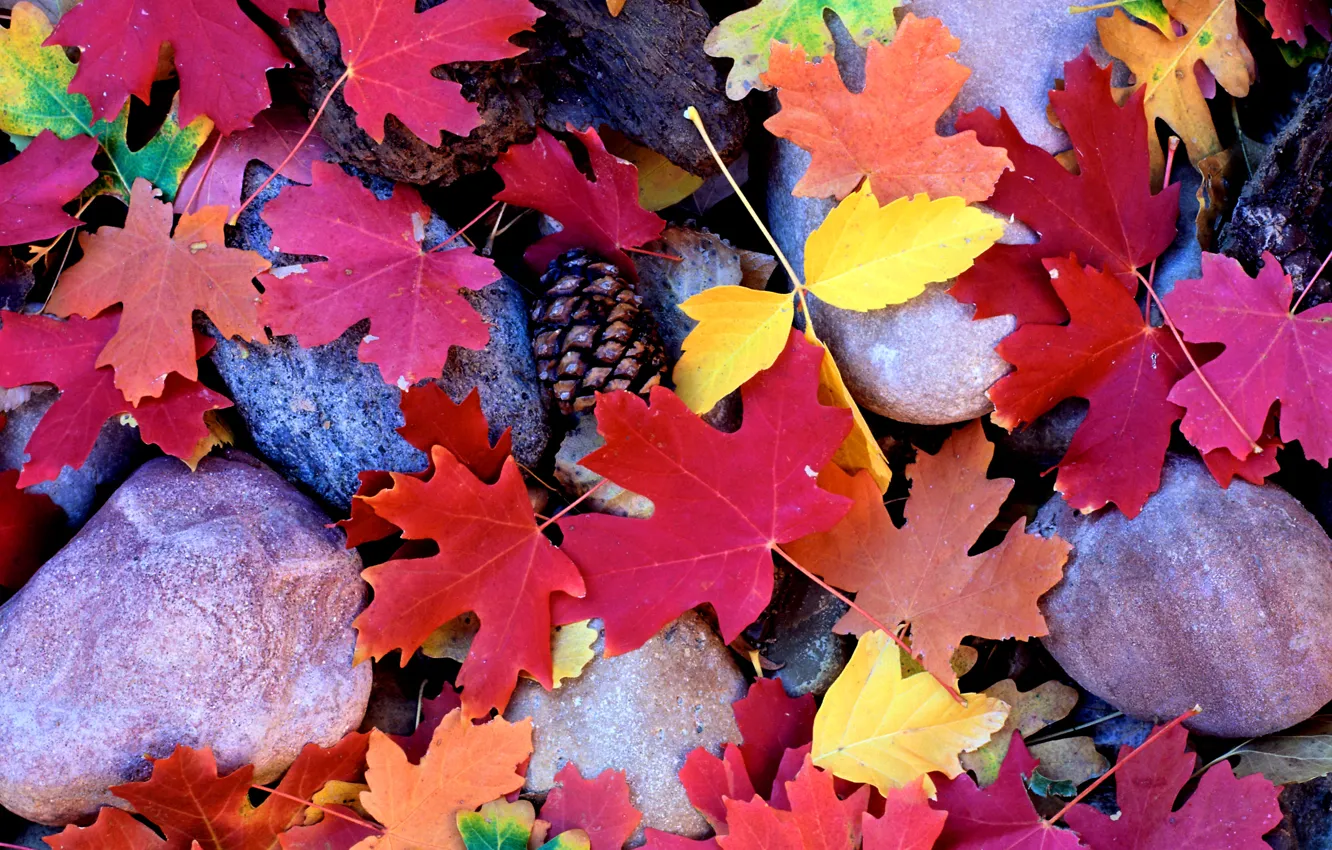 Photo wallpaper autumn, leaves, Stones, maple, bumps