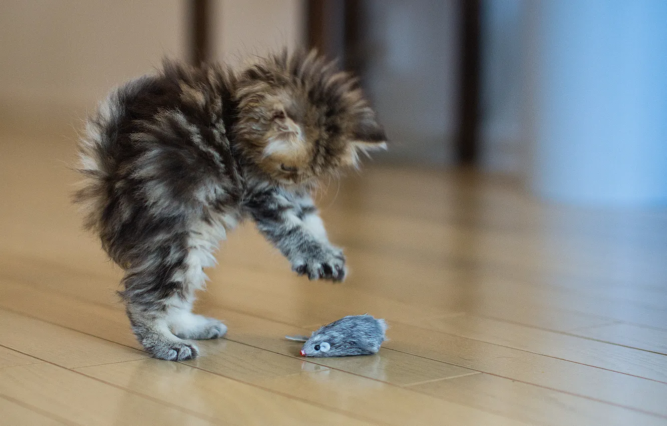 Photo wallpaper kitty, grey, fright, toy, Cat, fluffy, floor, situacija