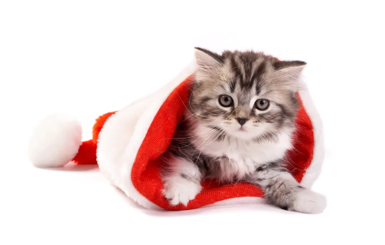 Photo wallpaper white background, kitty, new year