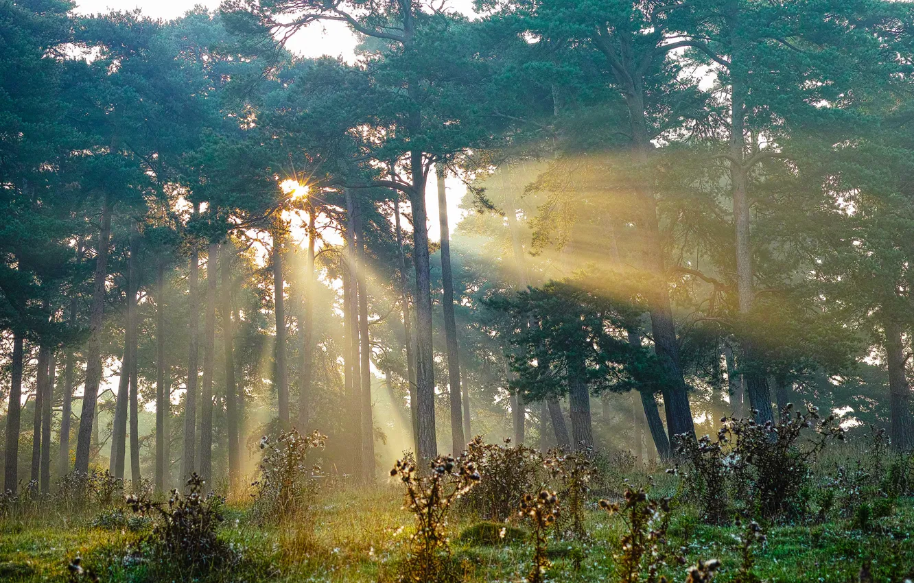 Photo wallpaper forest, rays, light, trees, the bushes