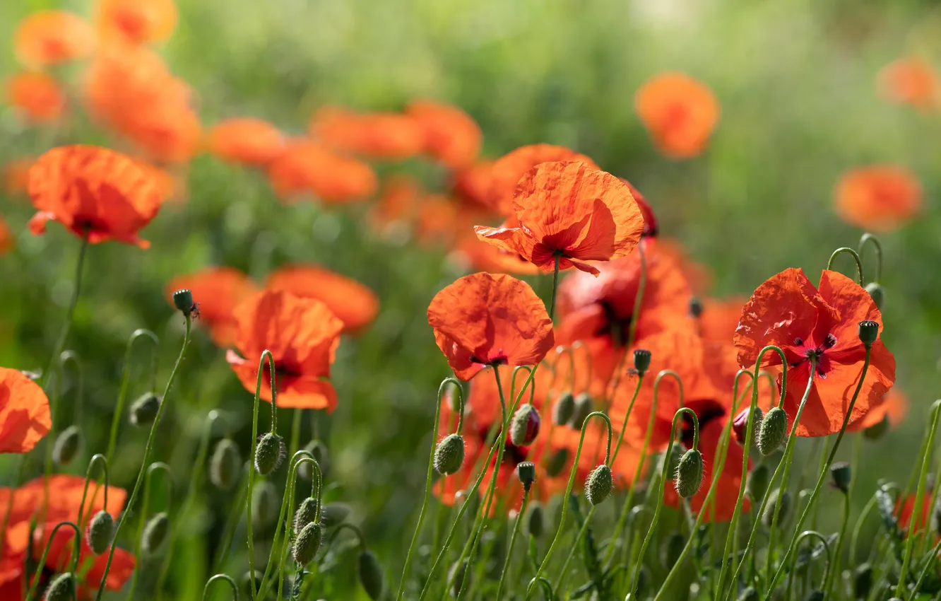 Photo wallpaper summer, light, flowers, red, Maki, meadow, buds, blur