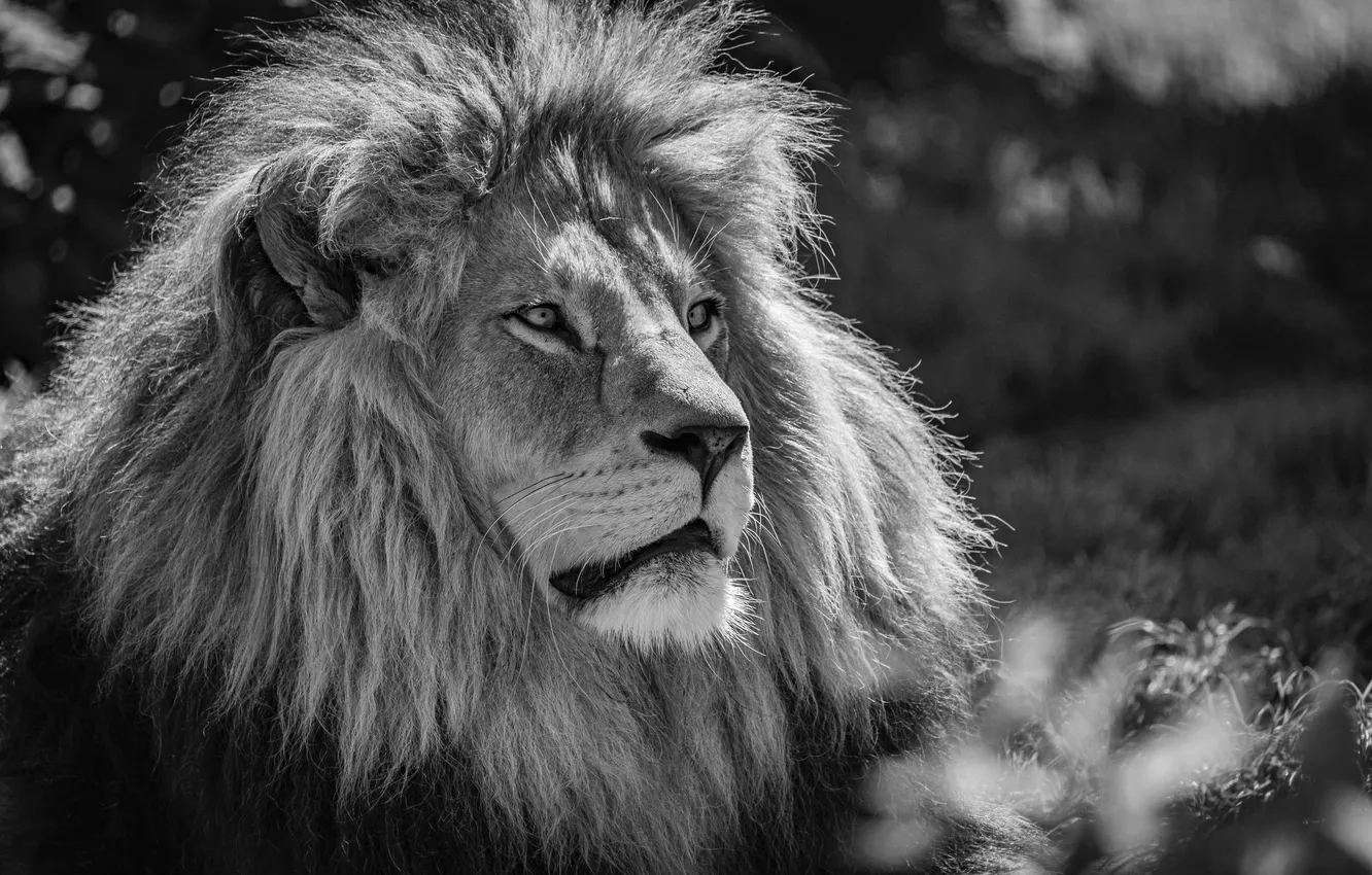 Photo wallpaper face, the sun, nature, predator, Leo, wool, black and white, bokeh