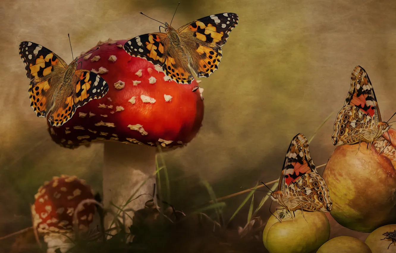 Photo wallpaper forest, rendering, fly, collage, butterfly, apples, mushrooms, treatment