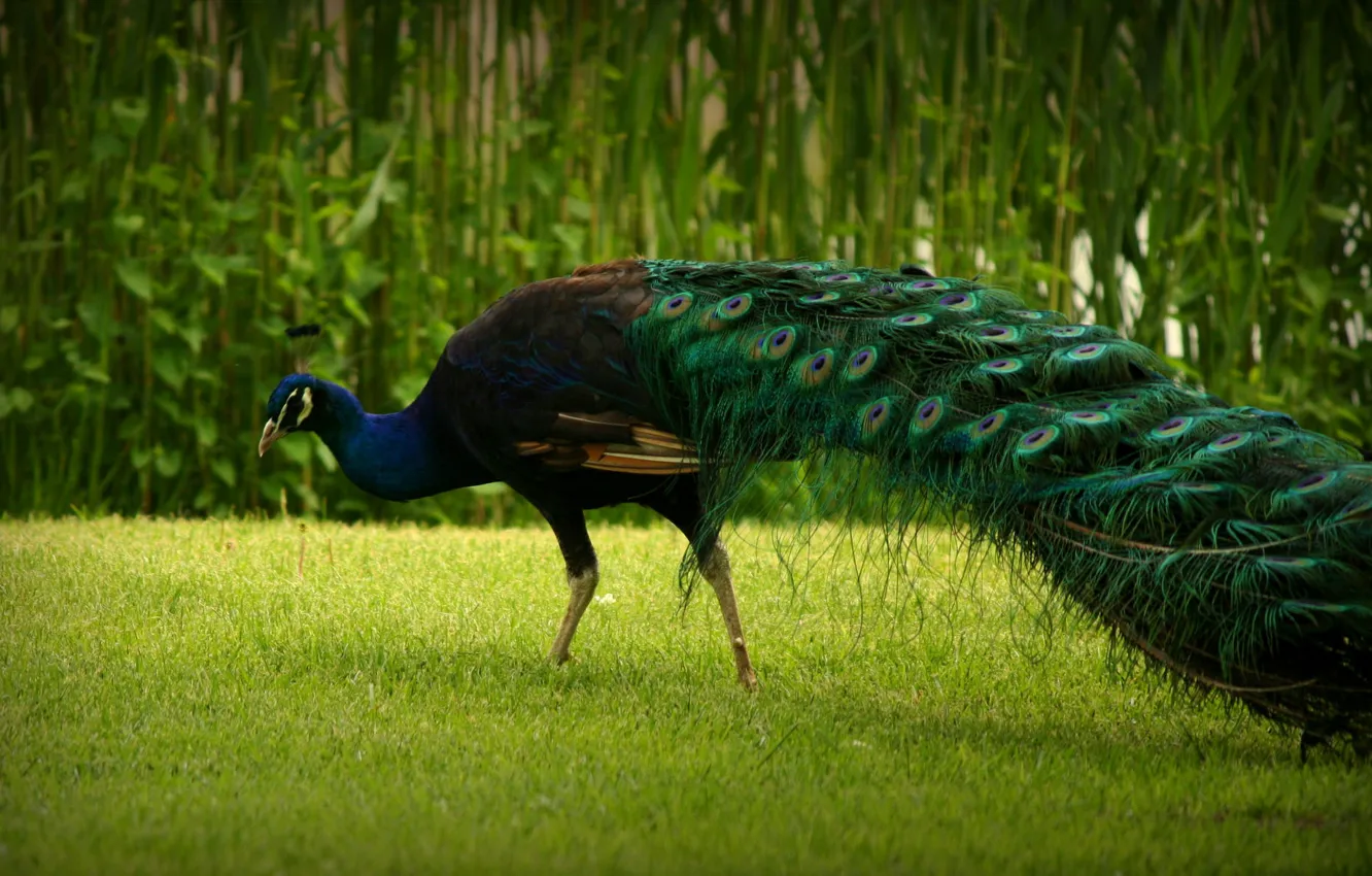 Photo wallpaper nature, bird, tail, peacock, walk
