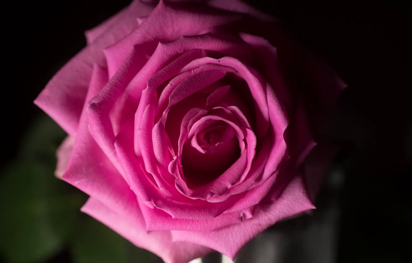 Photo wallpaper macro, color, roses, beautiful