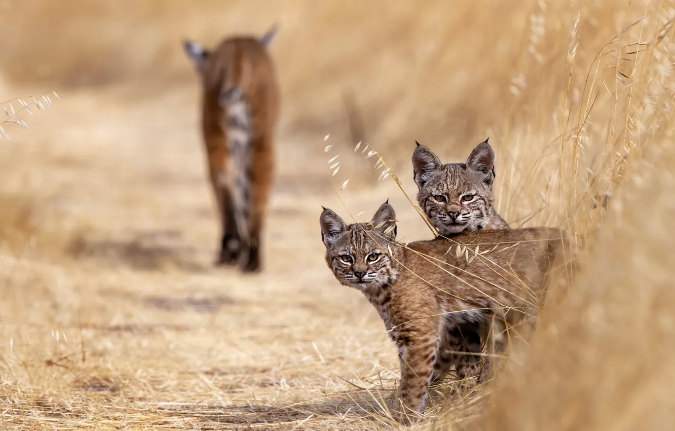 Photo wallpaper grass, look, two, kitty, lynx, a couple, lynx, mom