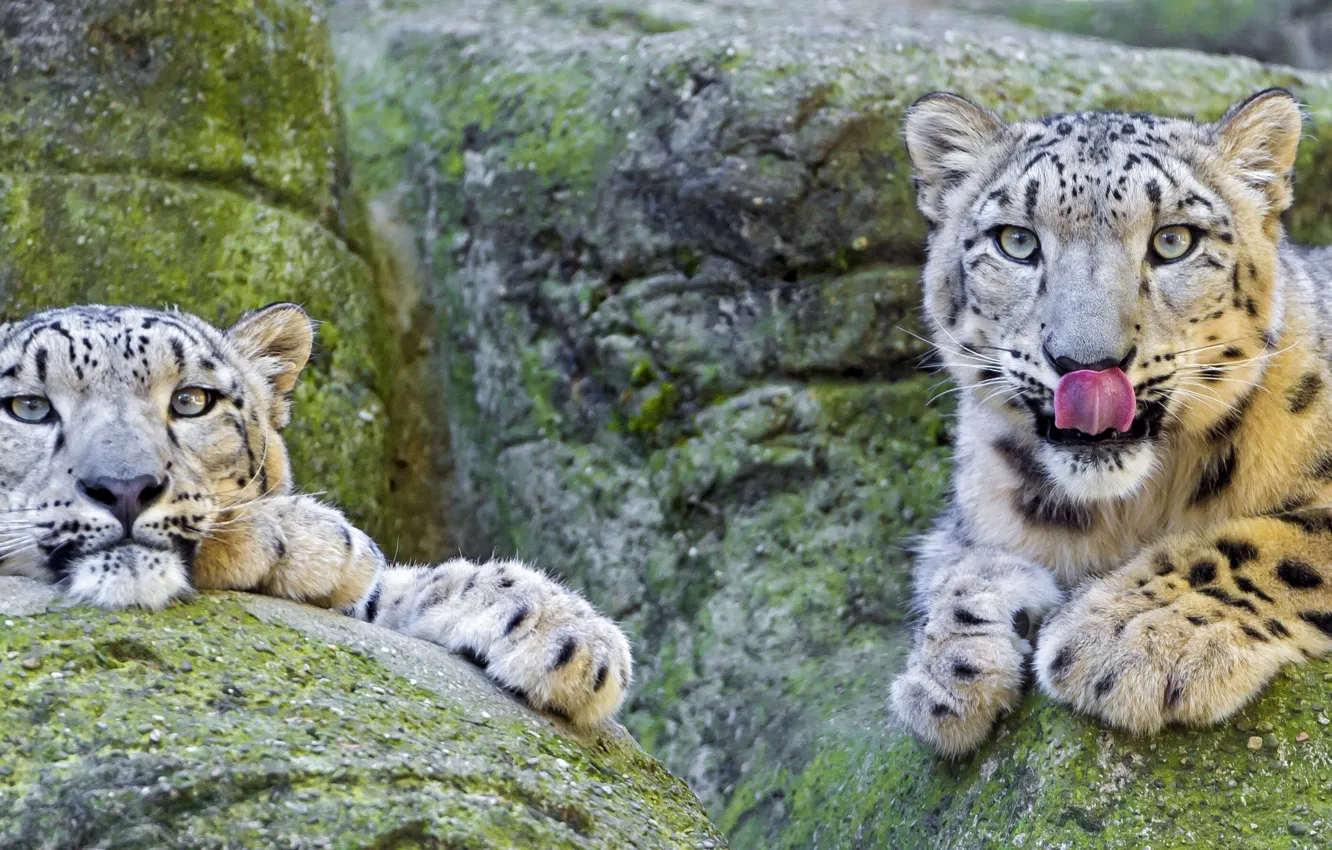 Photo wallpaper stones, IRBIS, snow leopard