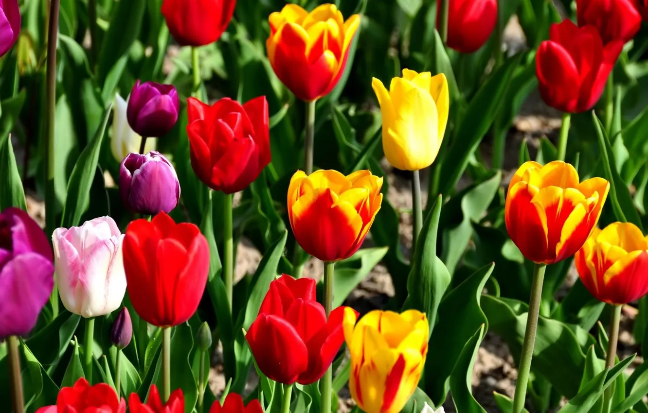 Photo wallpaper spring, tulips, flowerbed, red tulips, yellow tulips