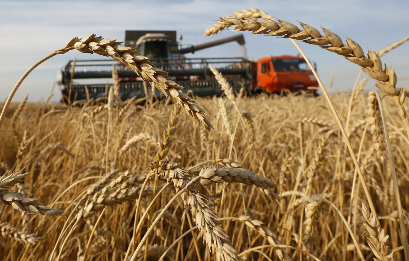 Photo wallpaper wheat, field, harvester, harvesting, village of Solgon, combine harvester