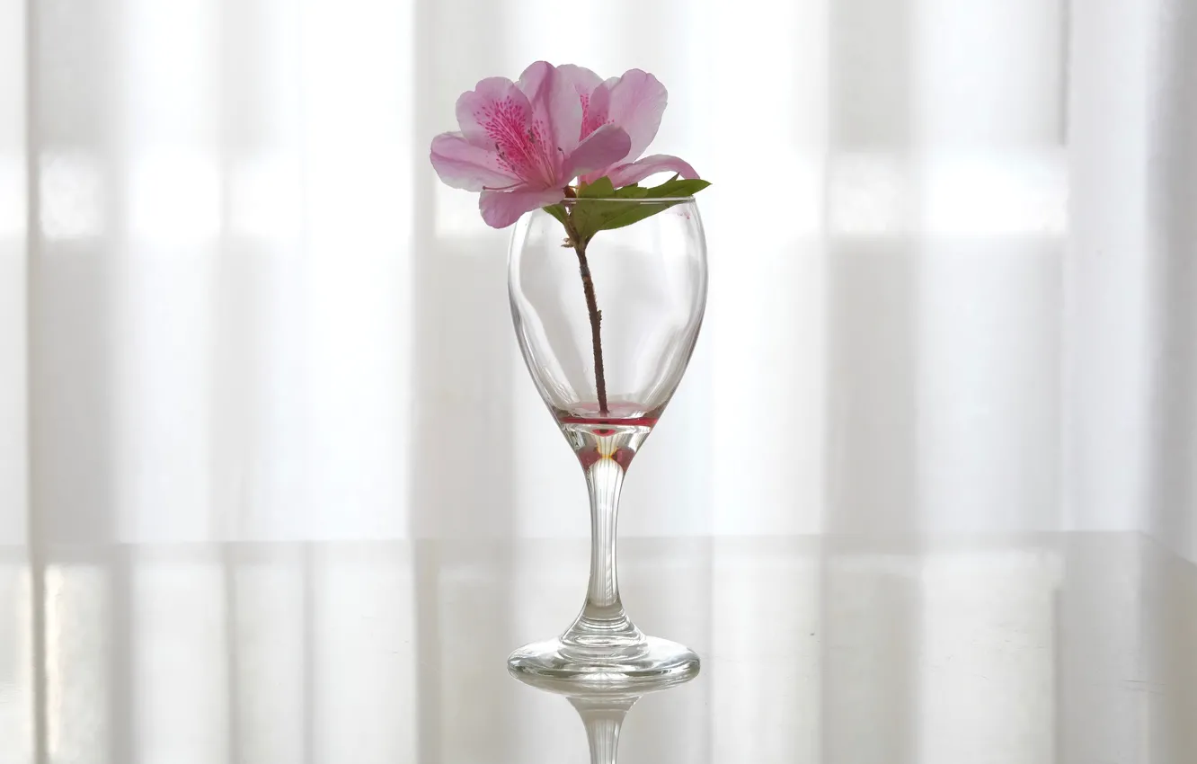 Photo wallpaper flowers, glass, Alstroemeria