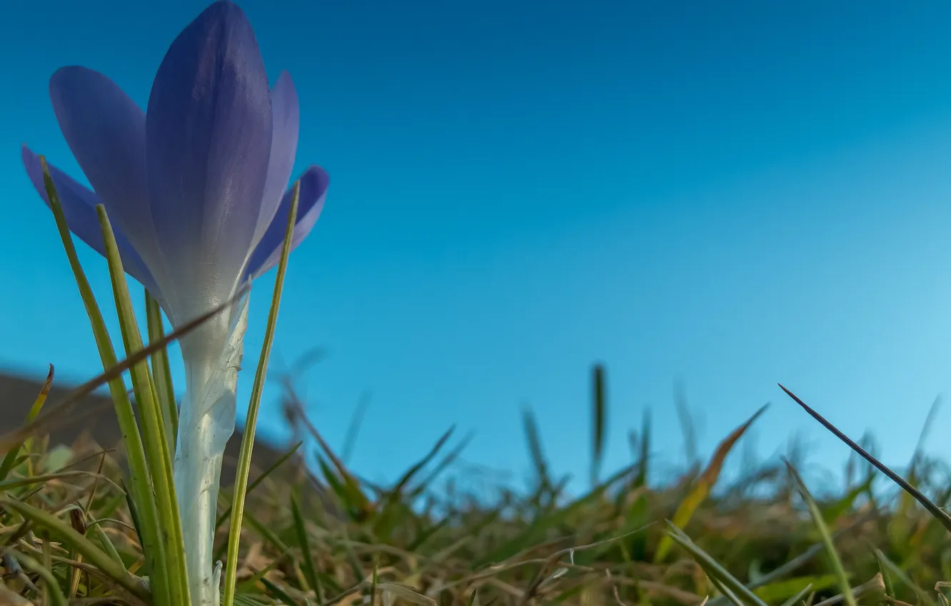 Photo wallpaper the sky, grass, flowers, petals, crocuses
