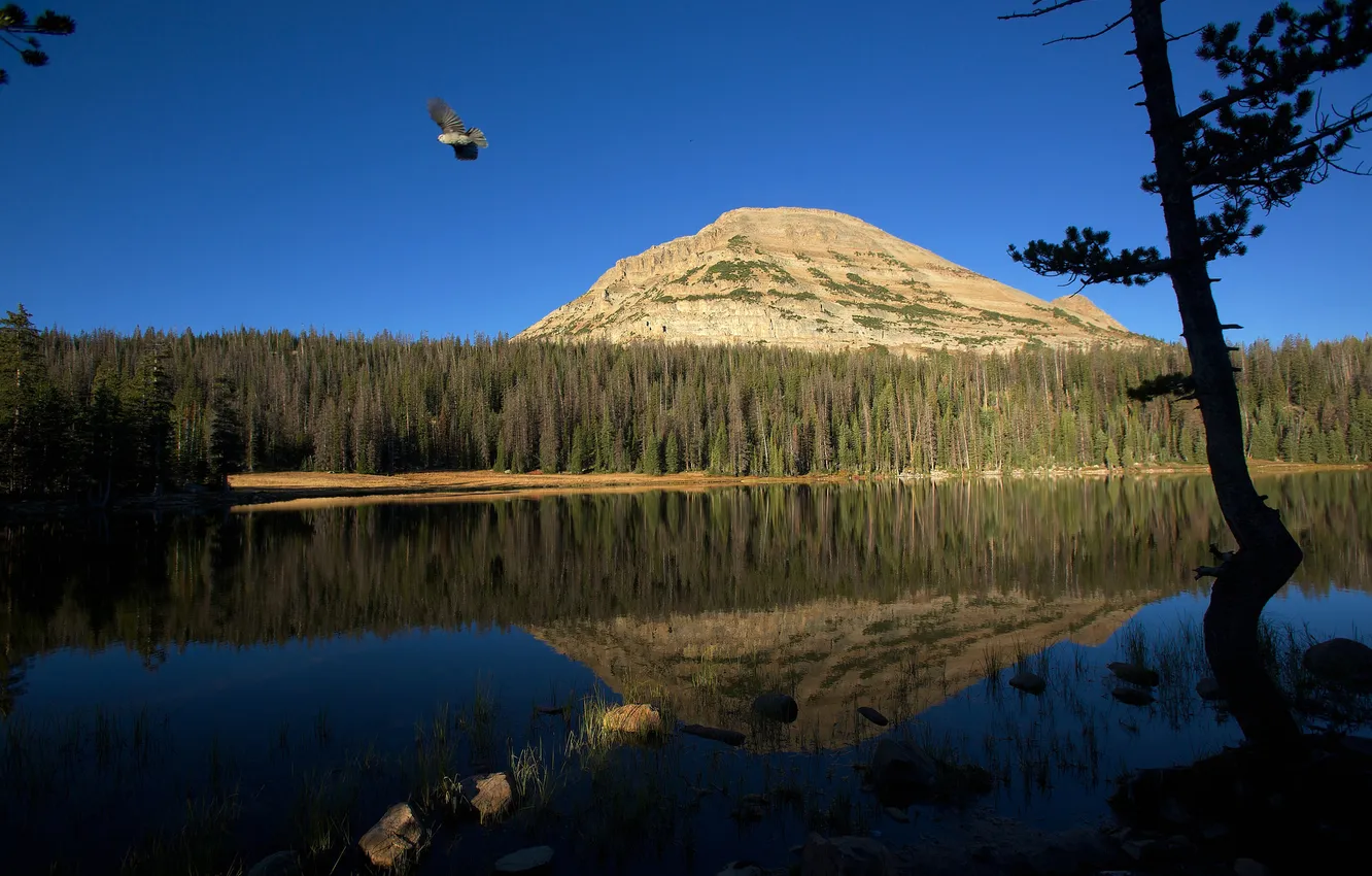 Photo wallpaper forest, the sky, lake, reflection, bird, mountain