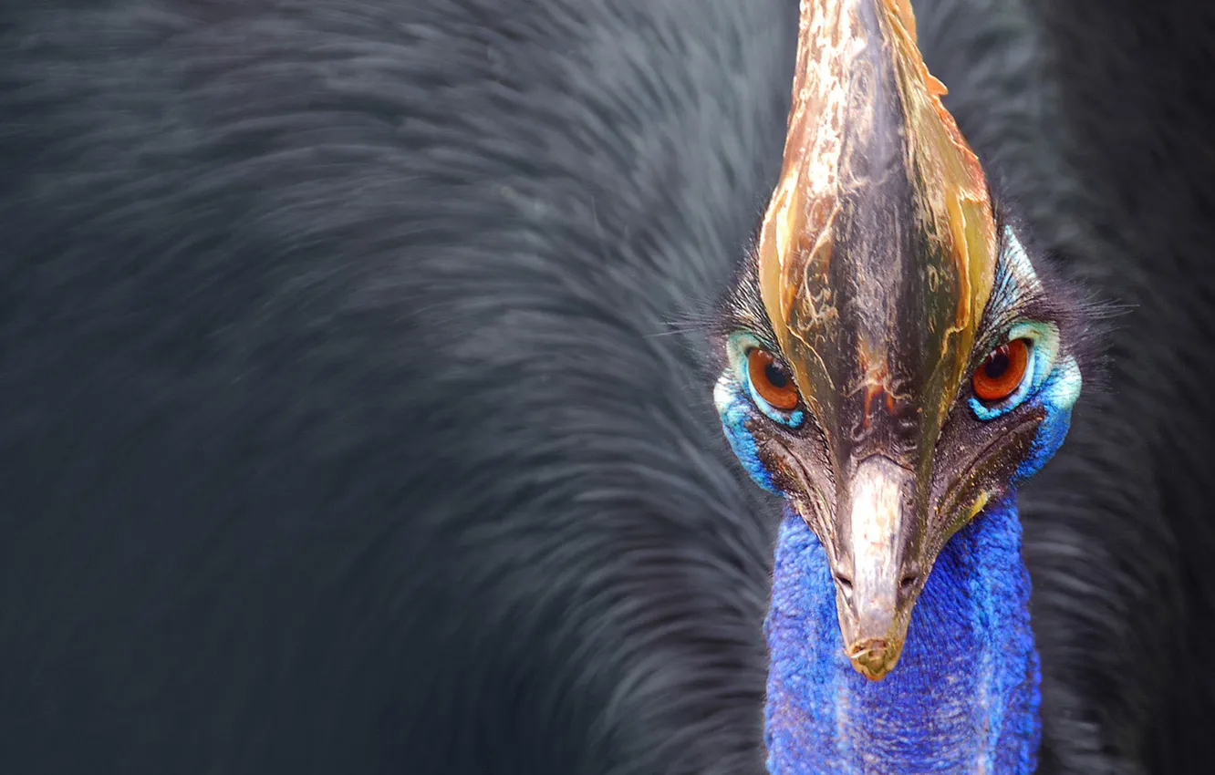 Photo wallpaper look, bird, feathers, beak, cranes, krasavka
