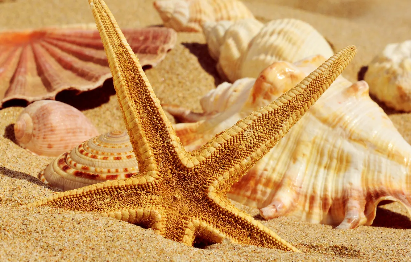 Photo wallpaper sand, summer, shell, starfish
