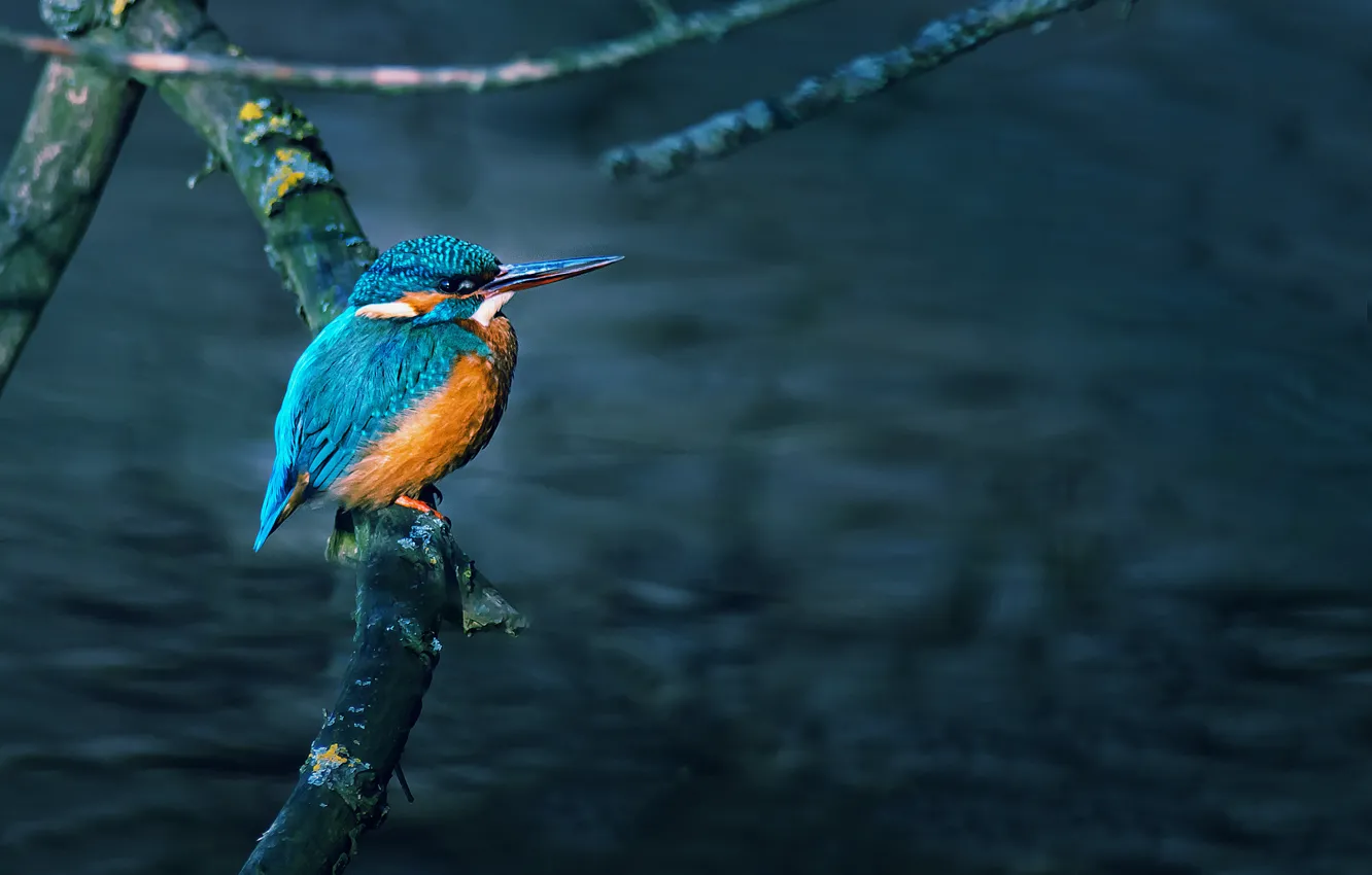 Photo wallpaper water, trees, branches, bird, Kingfisher