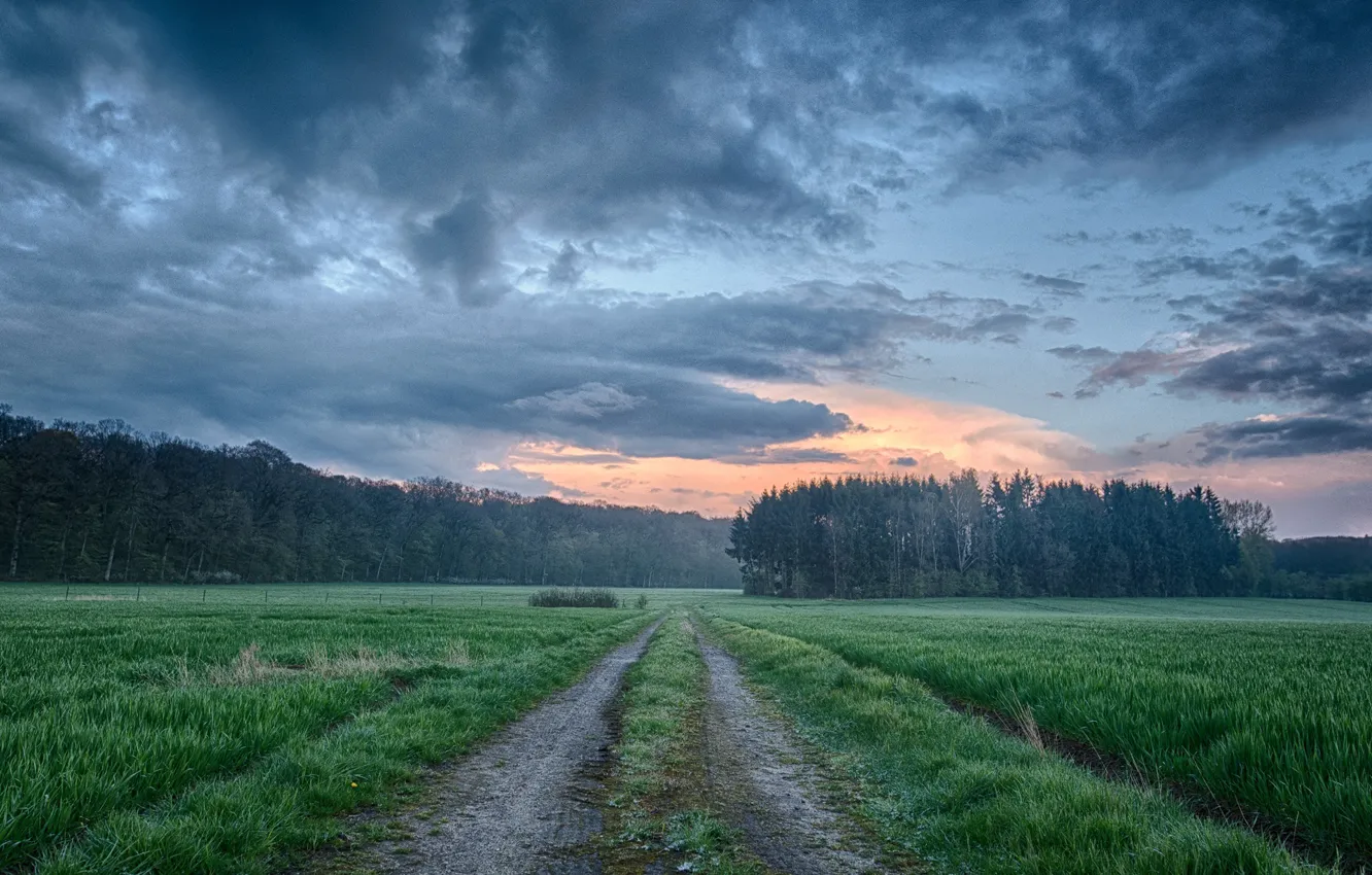 Photo wallpaper road, field, forest