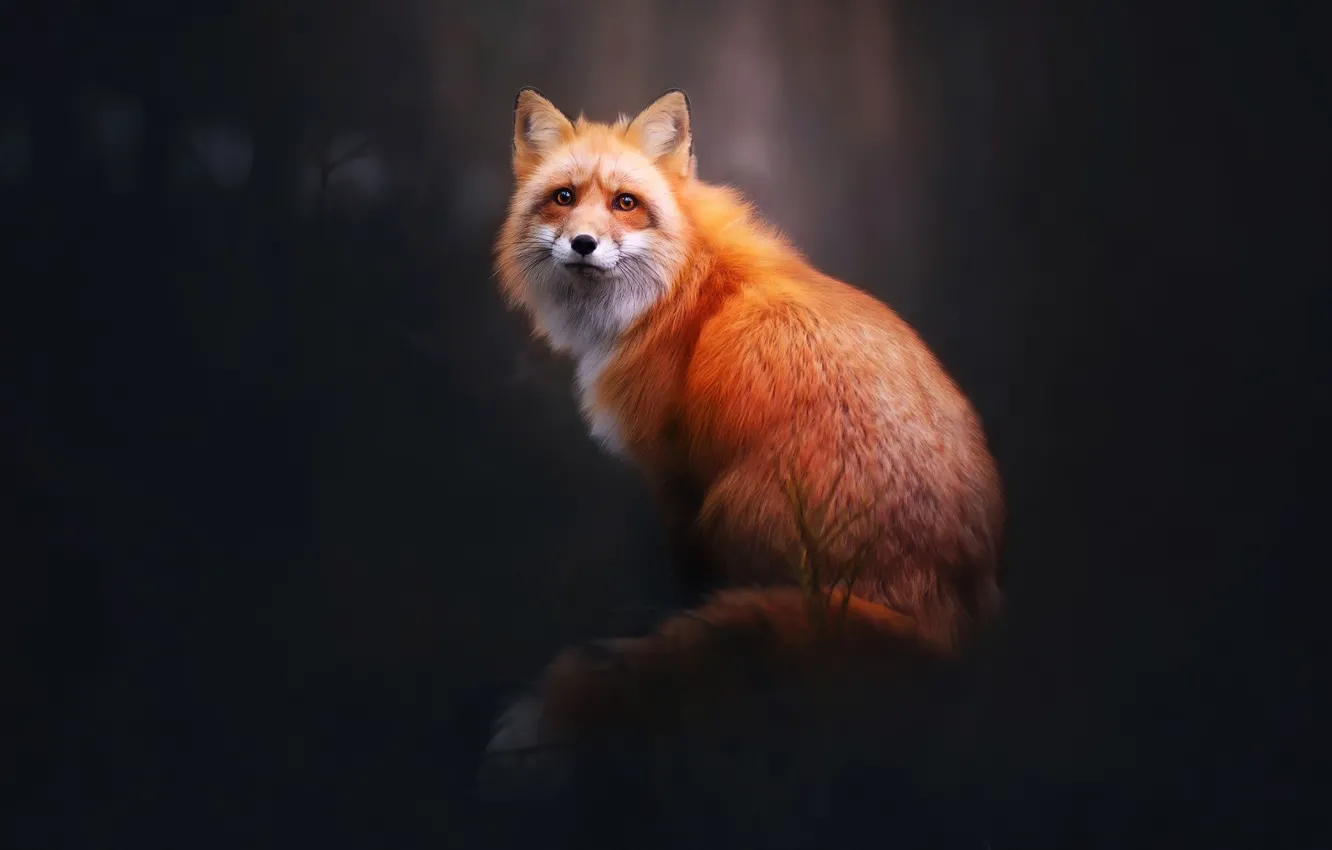 Photo wallpaper fox, animals, wildlife, red fox