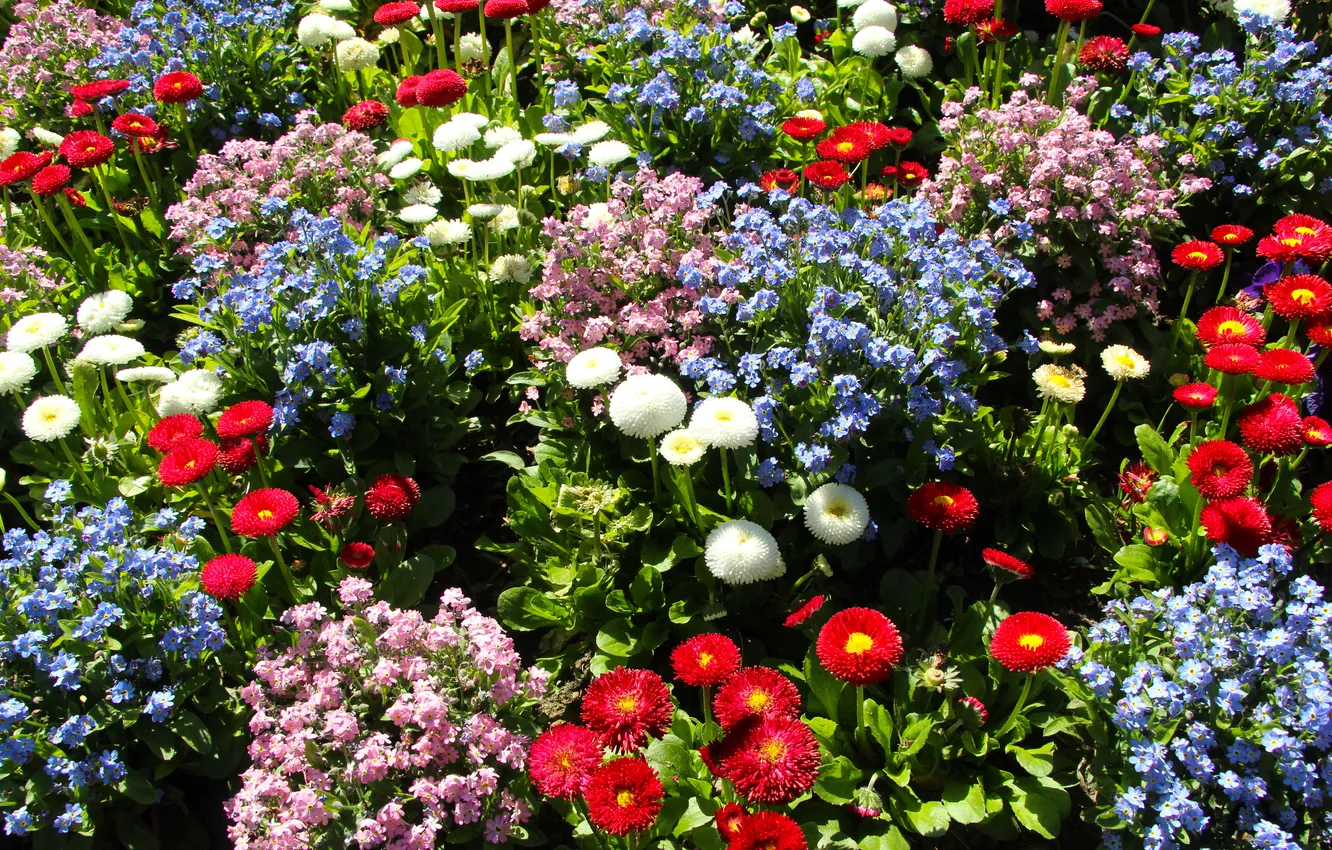 Photo wallpaper garden, spring, colorfull, blooming