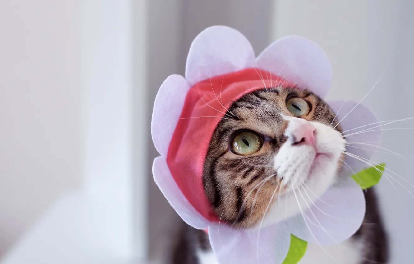 Photo wallpaper cat, cat, look, face, grey, background, portrait, chamomile