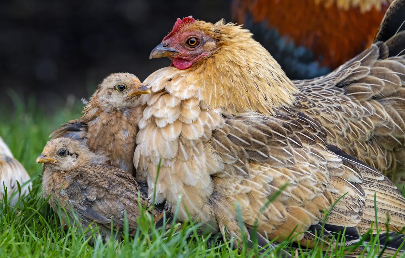 Photo wallpaper bird, chickens, chicken, hen