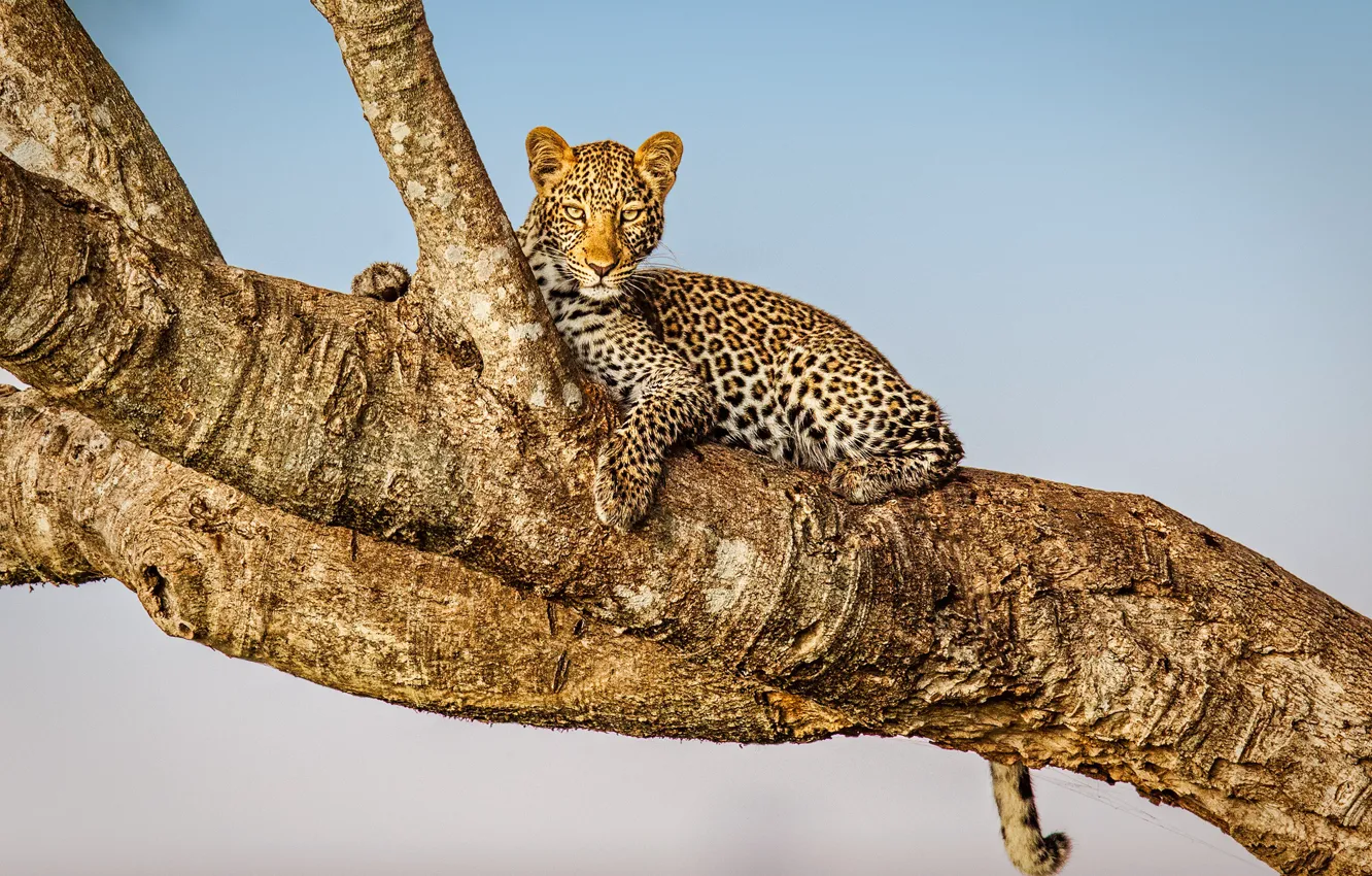 Photo wallpaper Masai Mara, Musiara Marsh, Kenya, Africa, leopard
