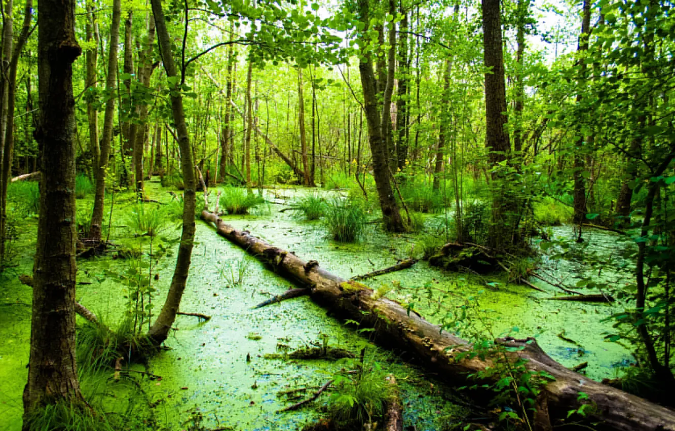 Photo wallpaper forest, swamp, log