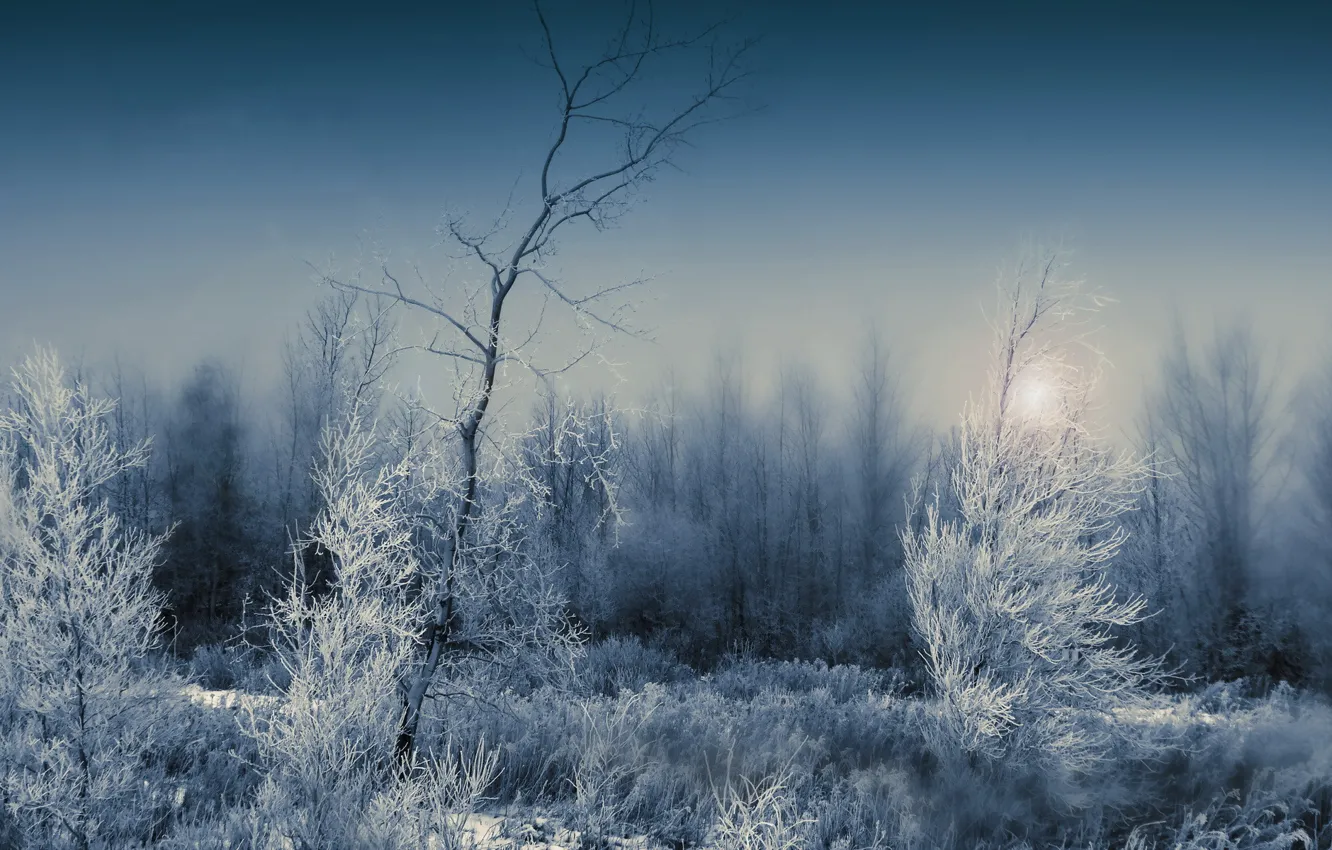 Photo wallpaper winter, frost, forest, landscape, night
