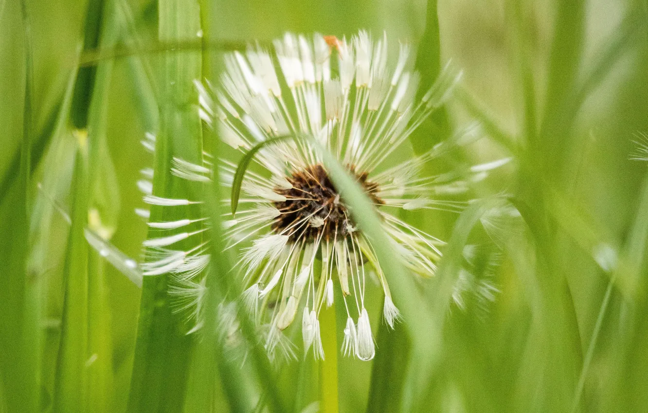 Photo wallpaper summer, grass, nature, dandelion, gray dandelion
