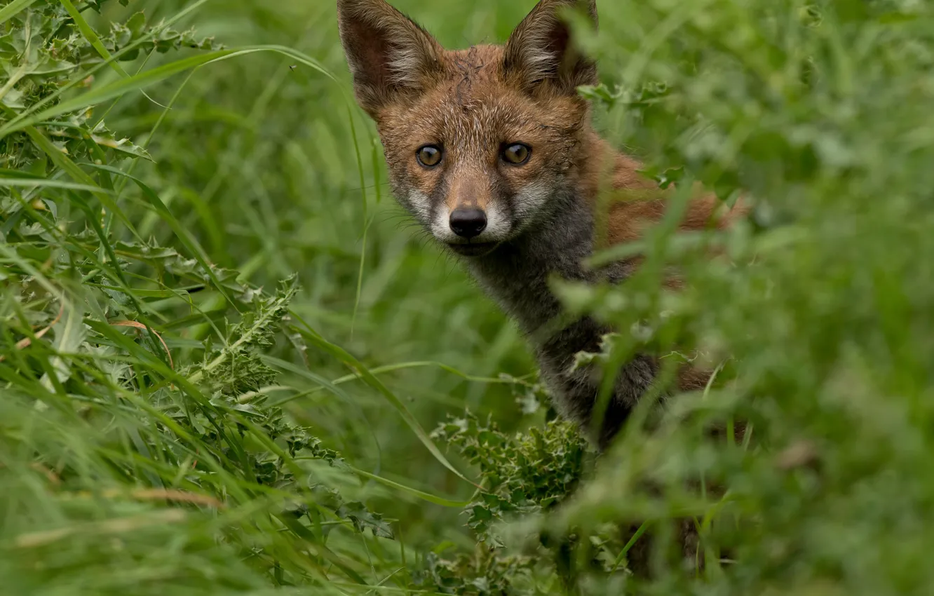 Photo wallpaper greens, summer, grass, look, Fox, red, Fox