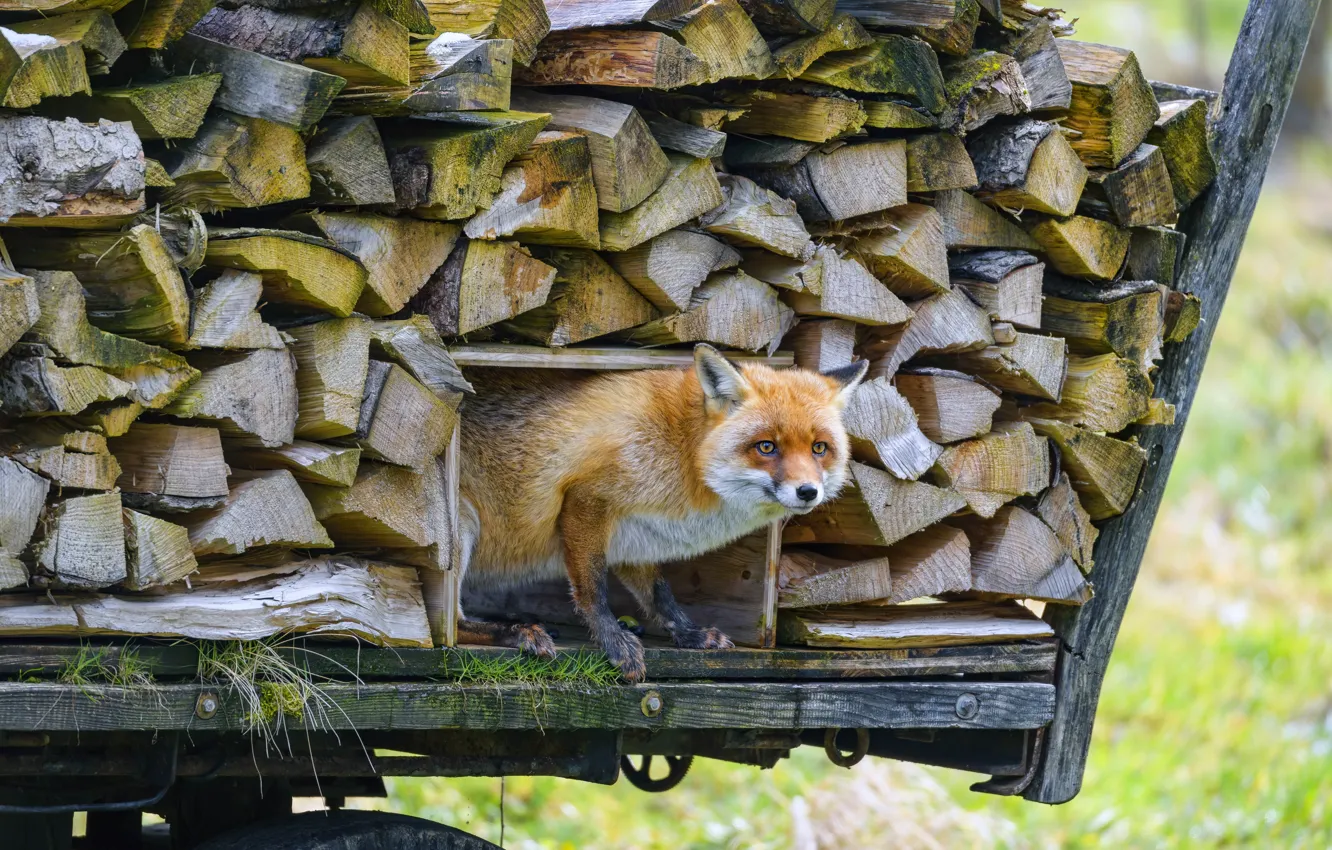 Photo wallpaper Fox, wood, face, cart, stack