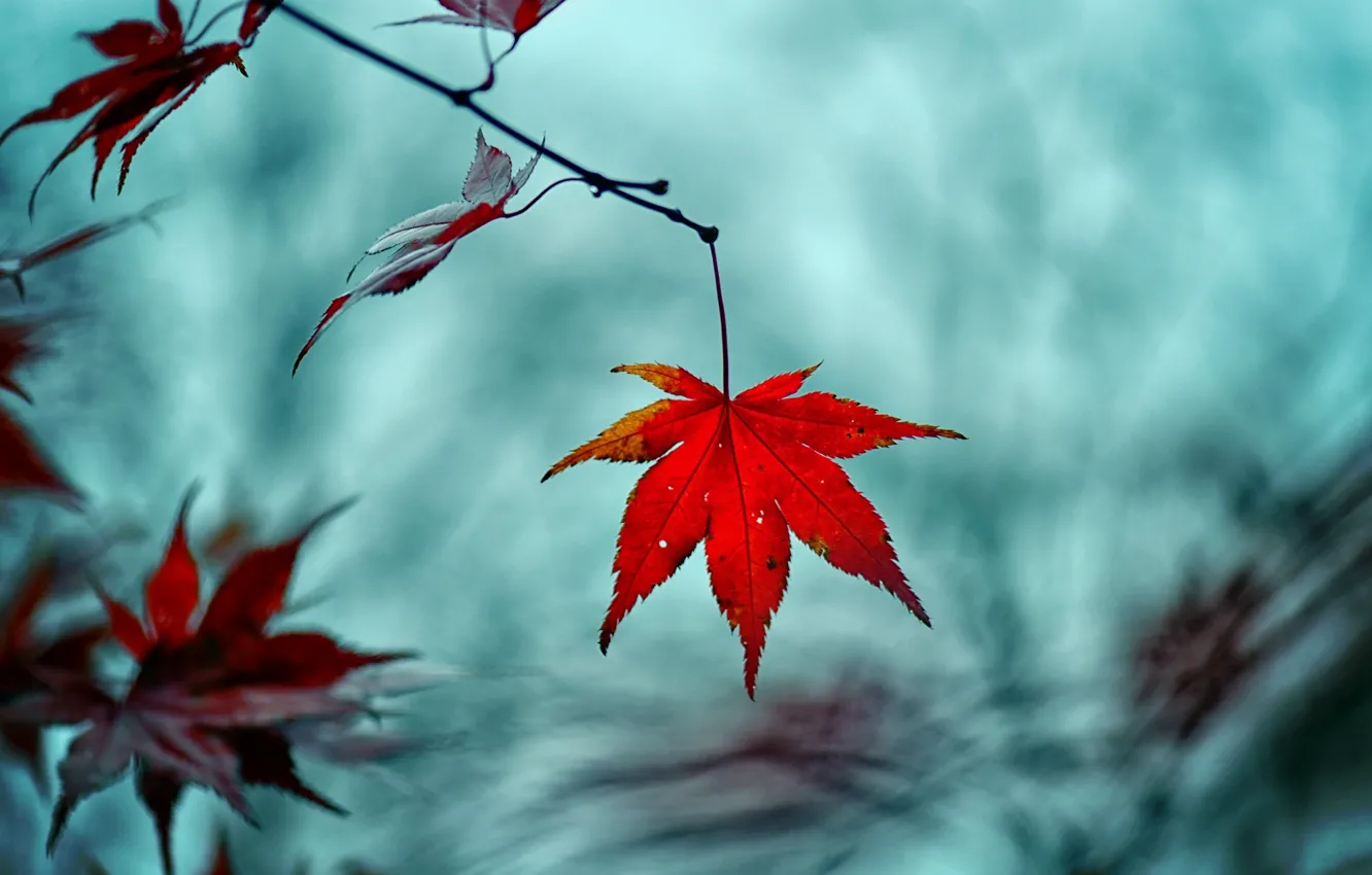 Photo wallpaper macro, trees, branches, red, background, widescreen, Wallpaper, blur