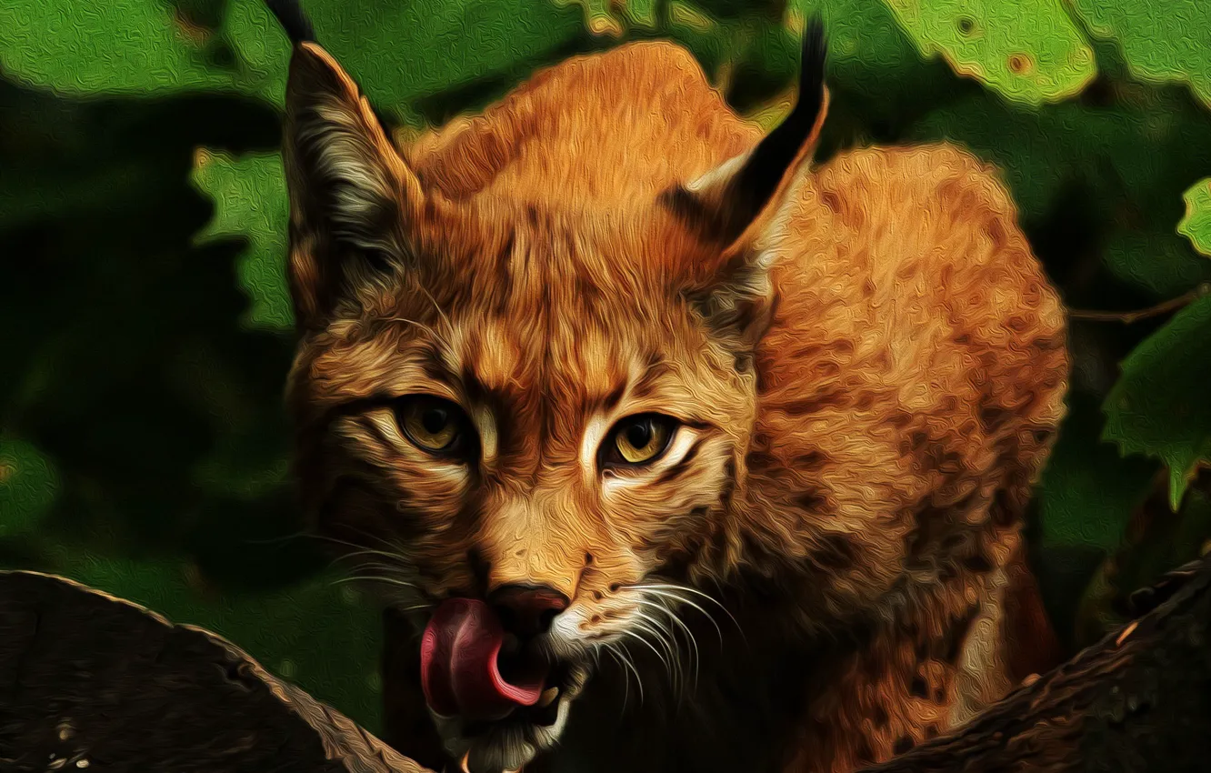 Photo wallpaper language, face, lynx