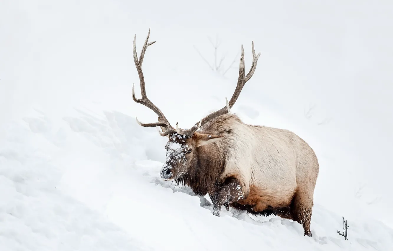 Photo wallpaper snow, nature, deer