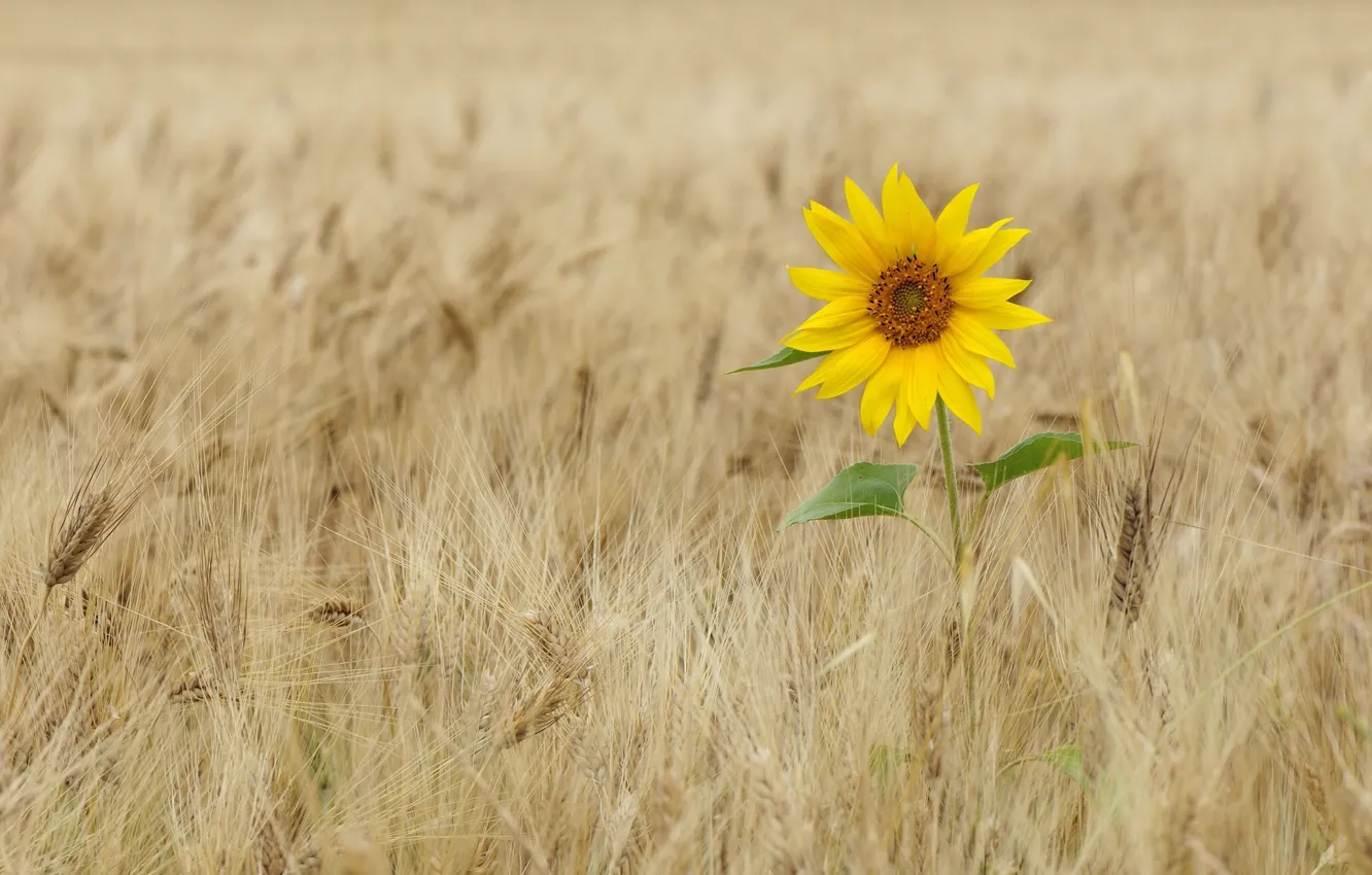 Photo wallpaper field, sunflowers, ears