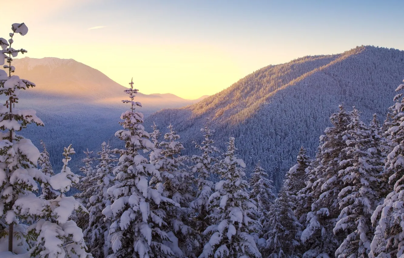 Photo wallpaper winter, forest, the sky, snow, mountains, nature, coniferous trees