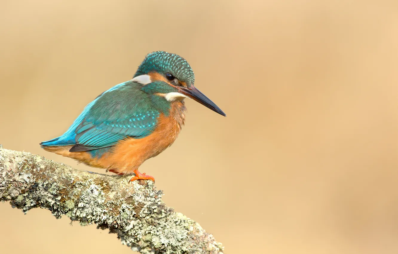 Photo wallpaper background, bird, Kingfisher