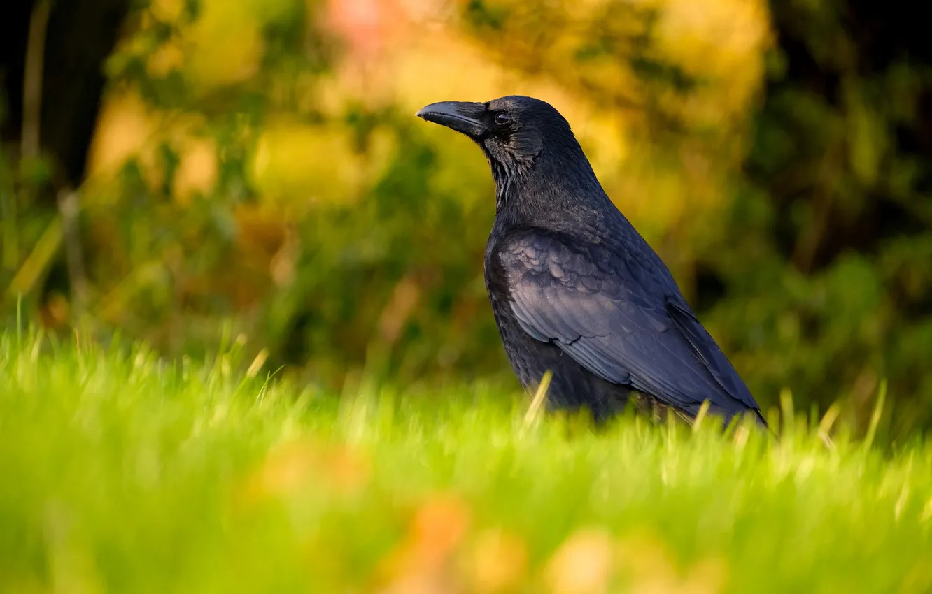 Photo wallpaper grass, light, bird, glade, crows, Raven