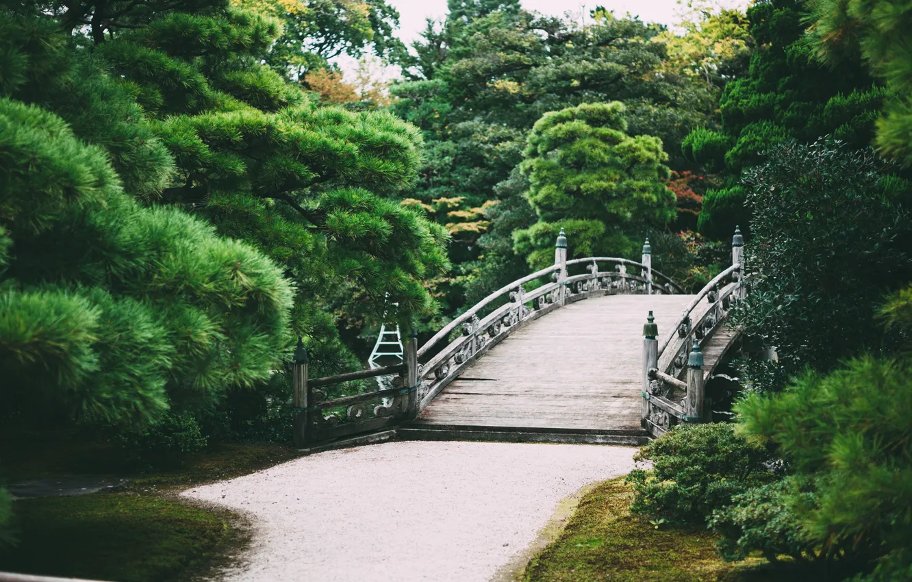 Photo wallpaper trees, bridge, Park, garden