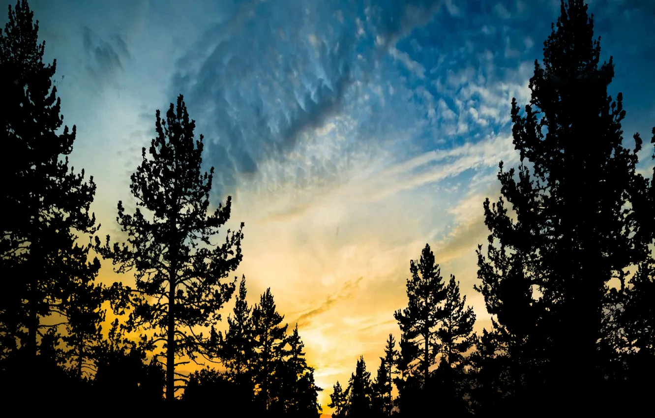 Photo wallpaper sky, sunset, sun, silhouette of tree