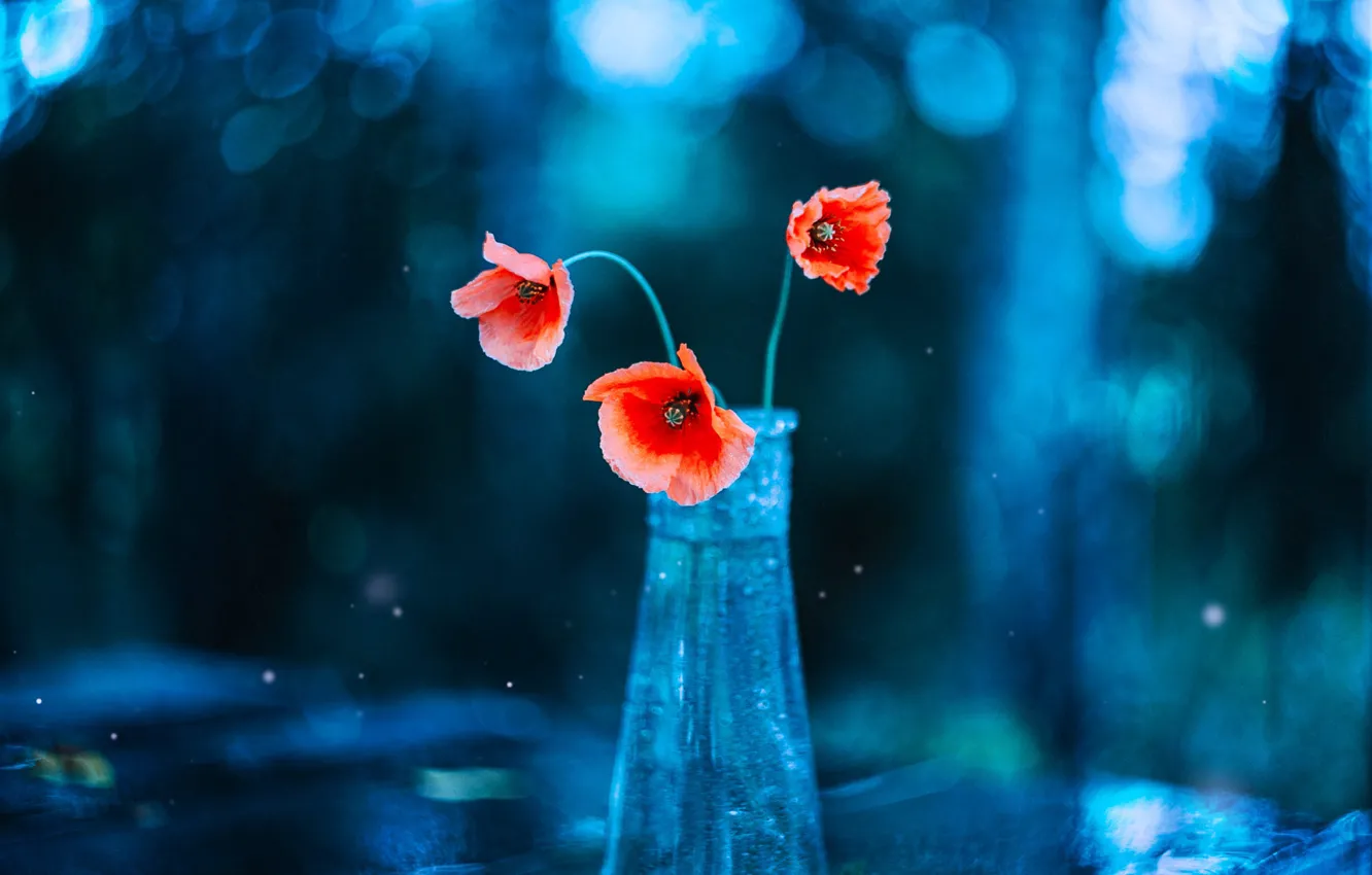 Photo wallpaper flowers, red, glare, Maki, bouquet, trio, blue background, a bunch