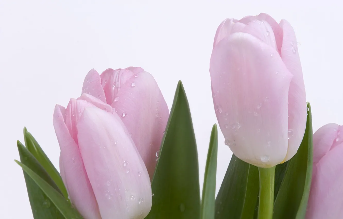 Photo wallpaper tenderness, tulips, Ross