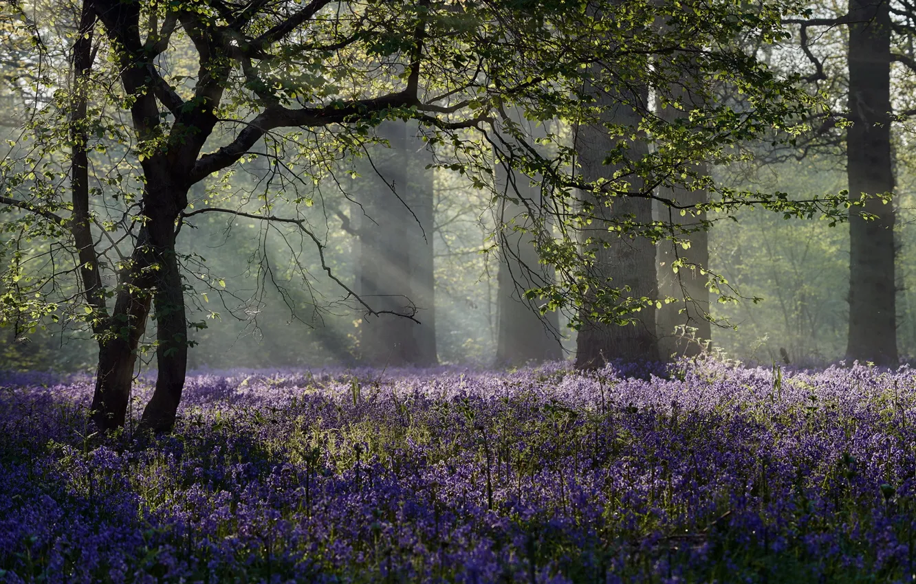 Photo wallpaper forest, spring, morning