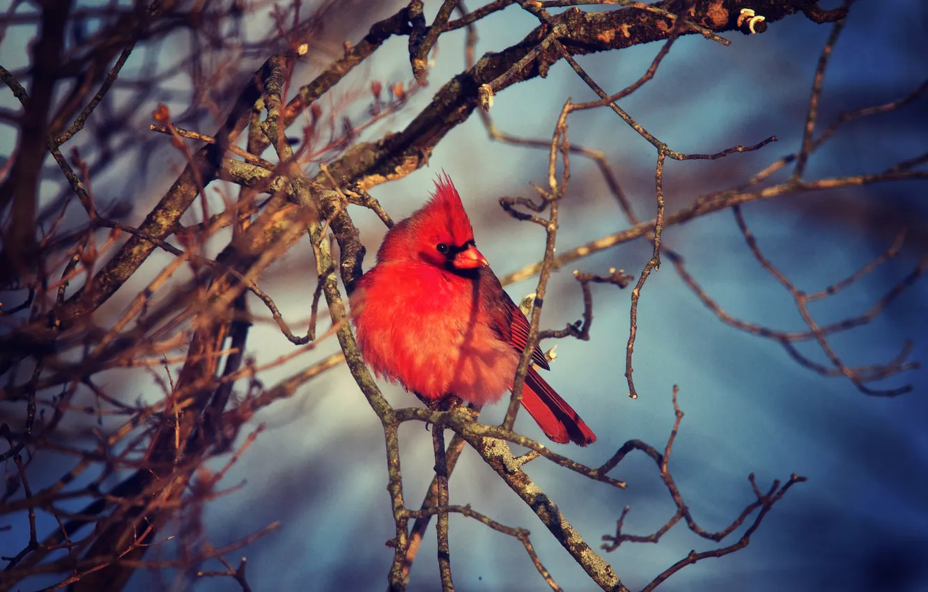 Photo wallpaper autumn, bird, branch, red, bird, winter, cardinal, wildlife