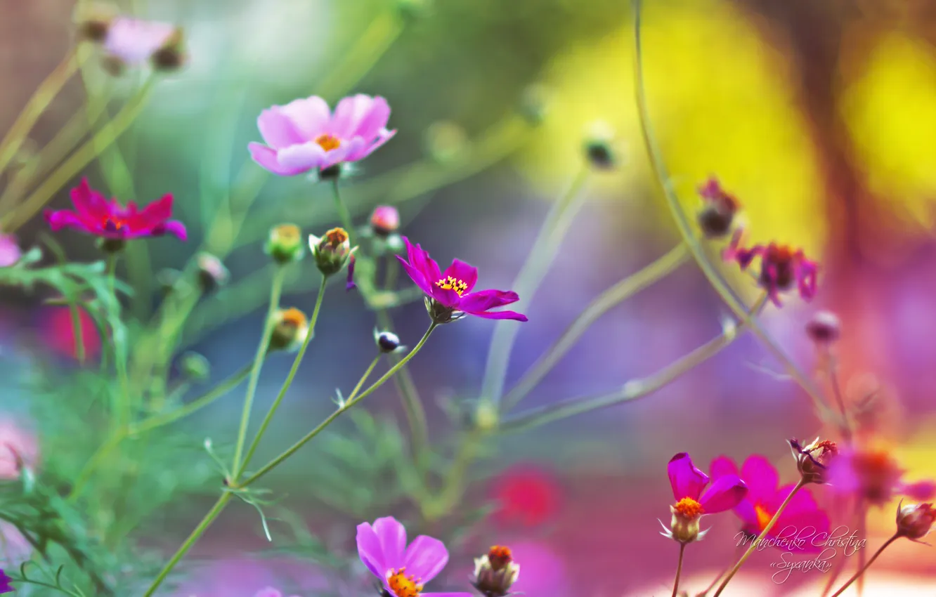 Photo wallpaper blur, gentle, pink, kosmeya, Christina Manchenko