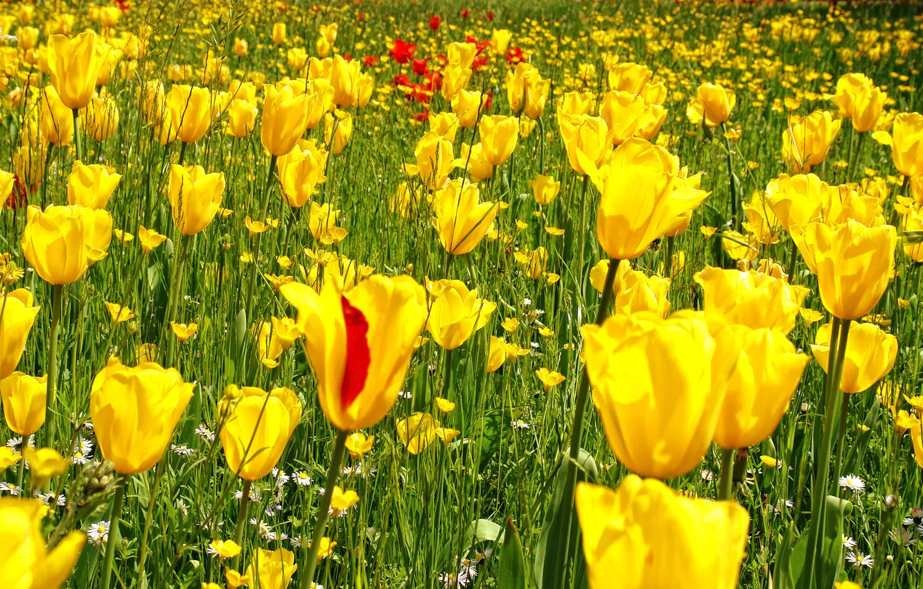 Photo wallpaper field, grass, flowers, yellow, photo, garden, tulips