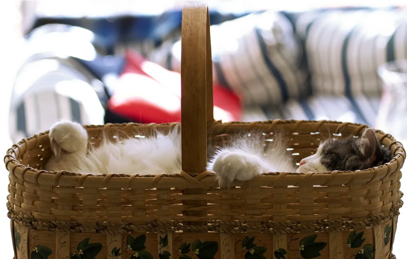 Photo wallpaper cat, background, basket