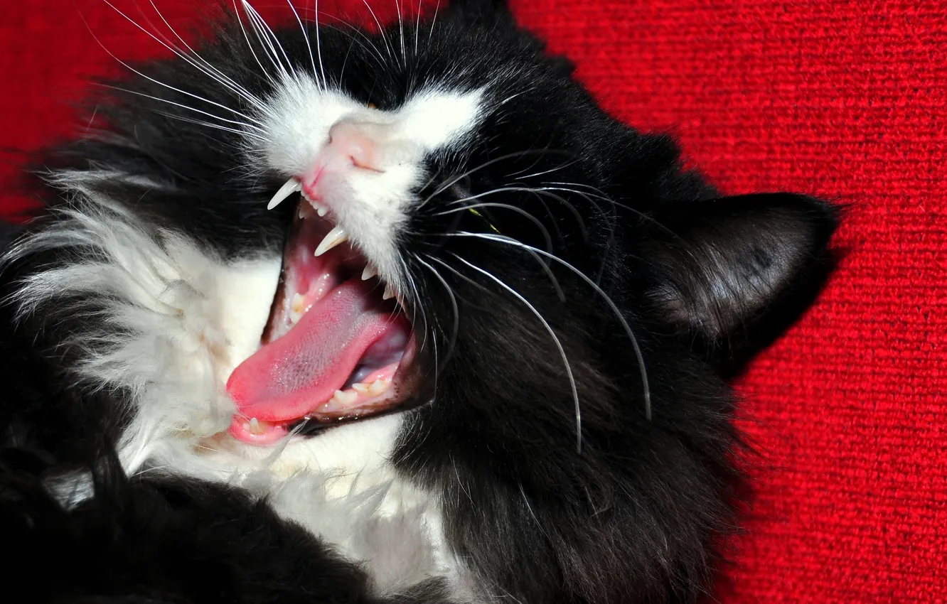 Photo wallpaper language, mouth, Kote