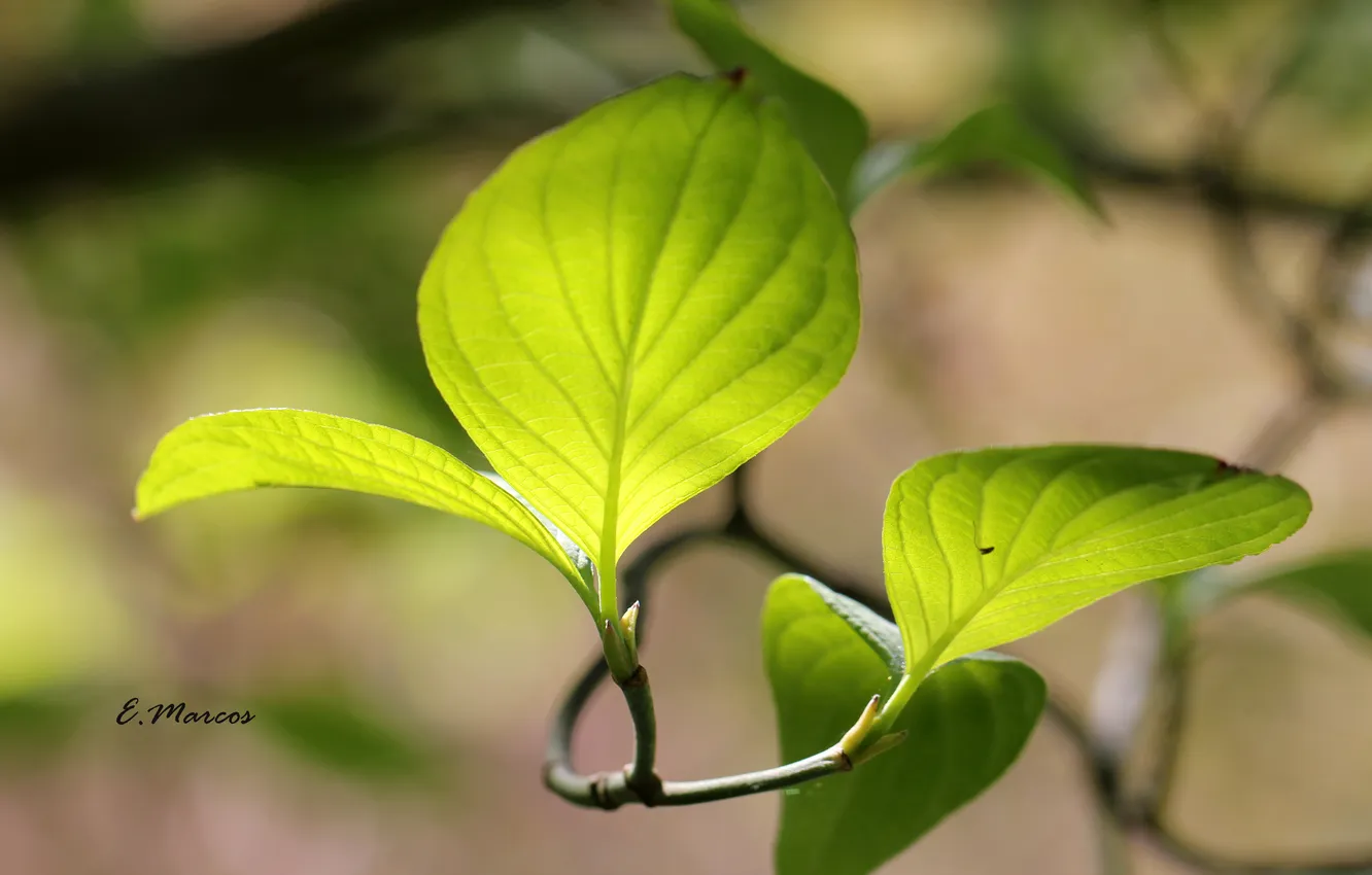 Photo wallpaper leaves, branches, nature, Rostock, leaves