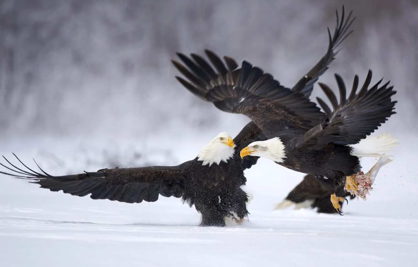 Photo wallpaper snow, animal, bird, eagle, fish