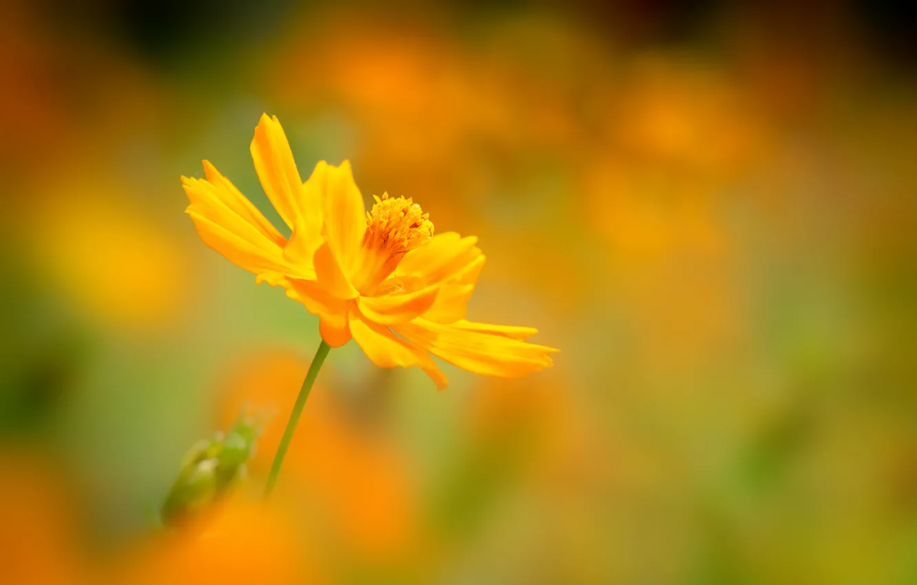 Photo wallpaper flower, background, blur, yellow, kosmeya